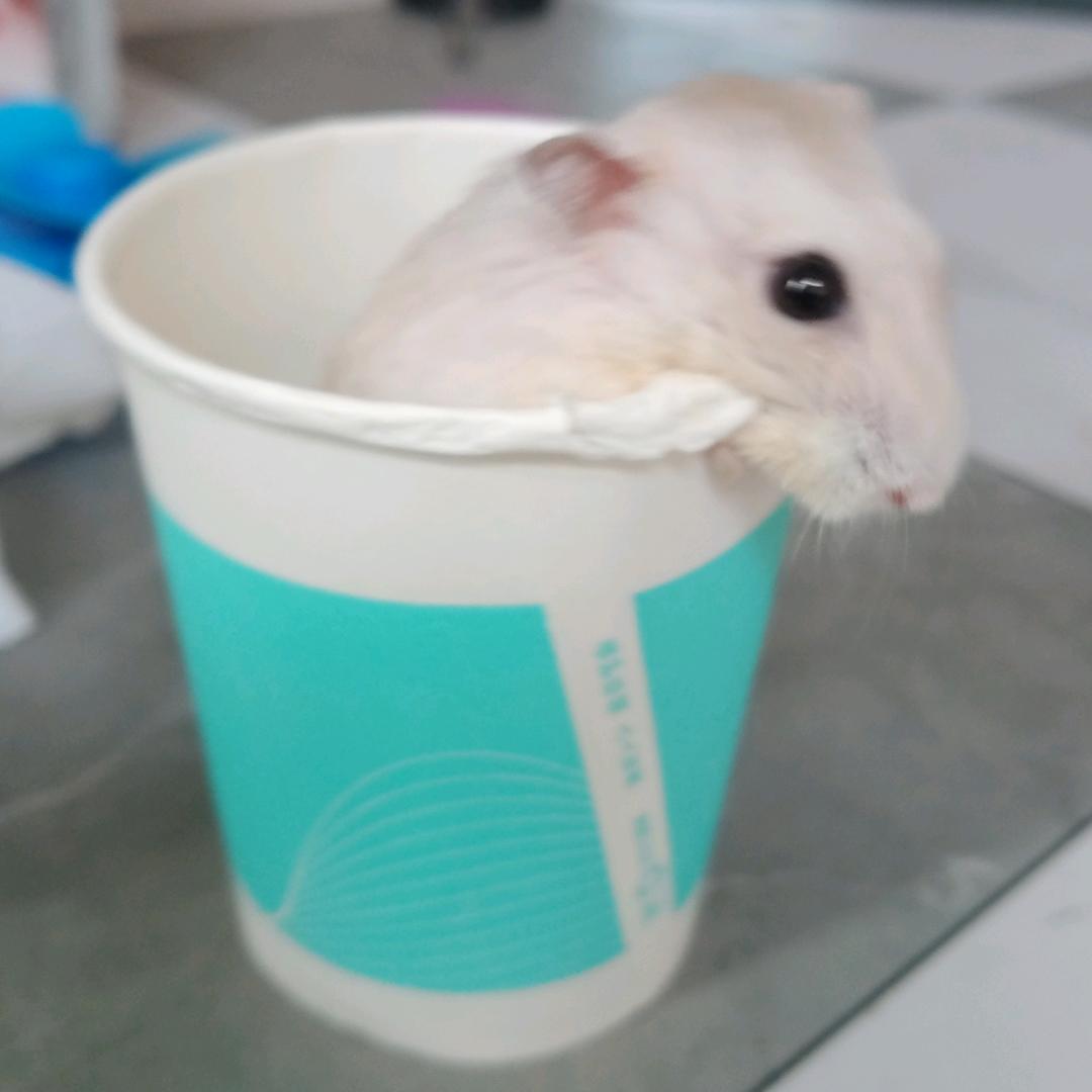 小月亮🌙