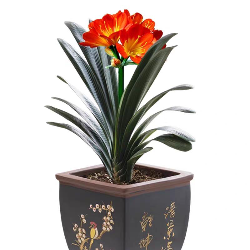 君子兰源头基地