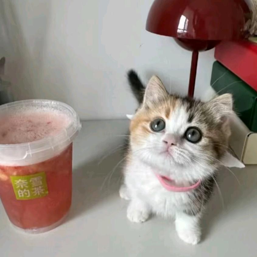 橙子味的螺蛳粉