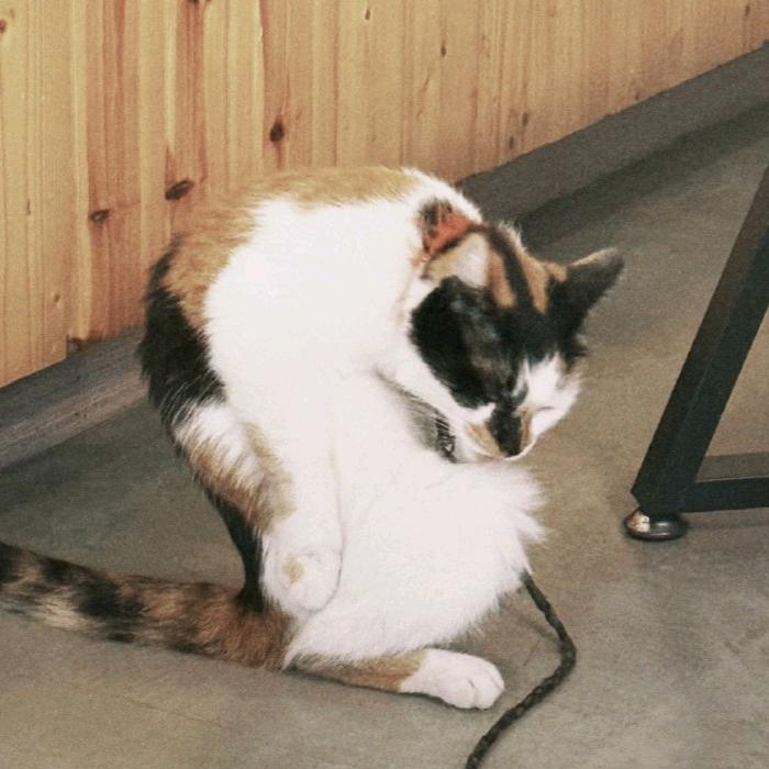 猫麦反热
