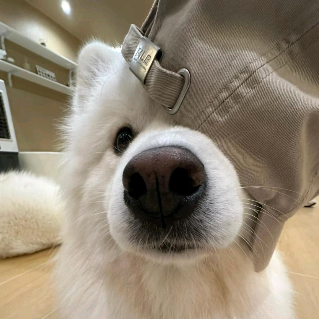 小狗牙咯