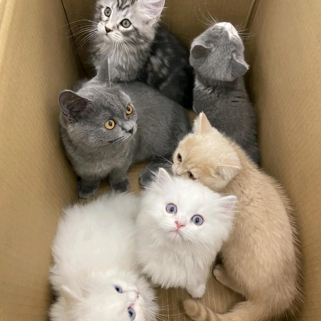 乐天（零养🐱主页）