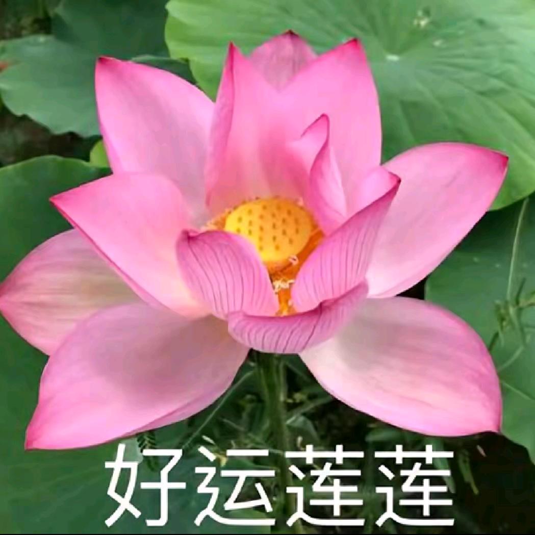 AAA鸡饲料批发马哥