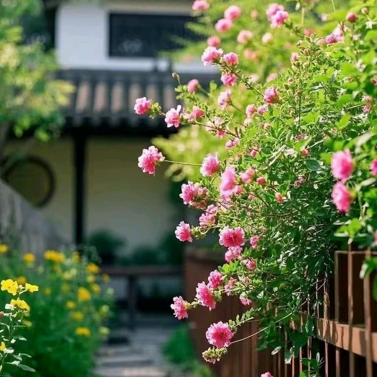 瑶瑶    🌹 🌹 💍