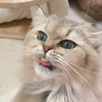 曼曼猫猫