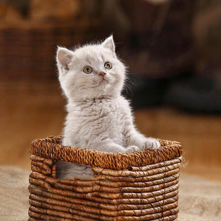 福气多多  好运连连(๑°3°๑)