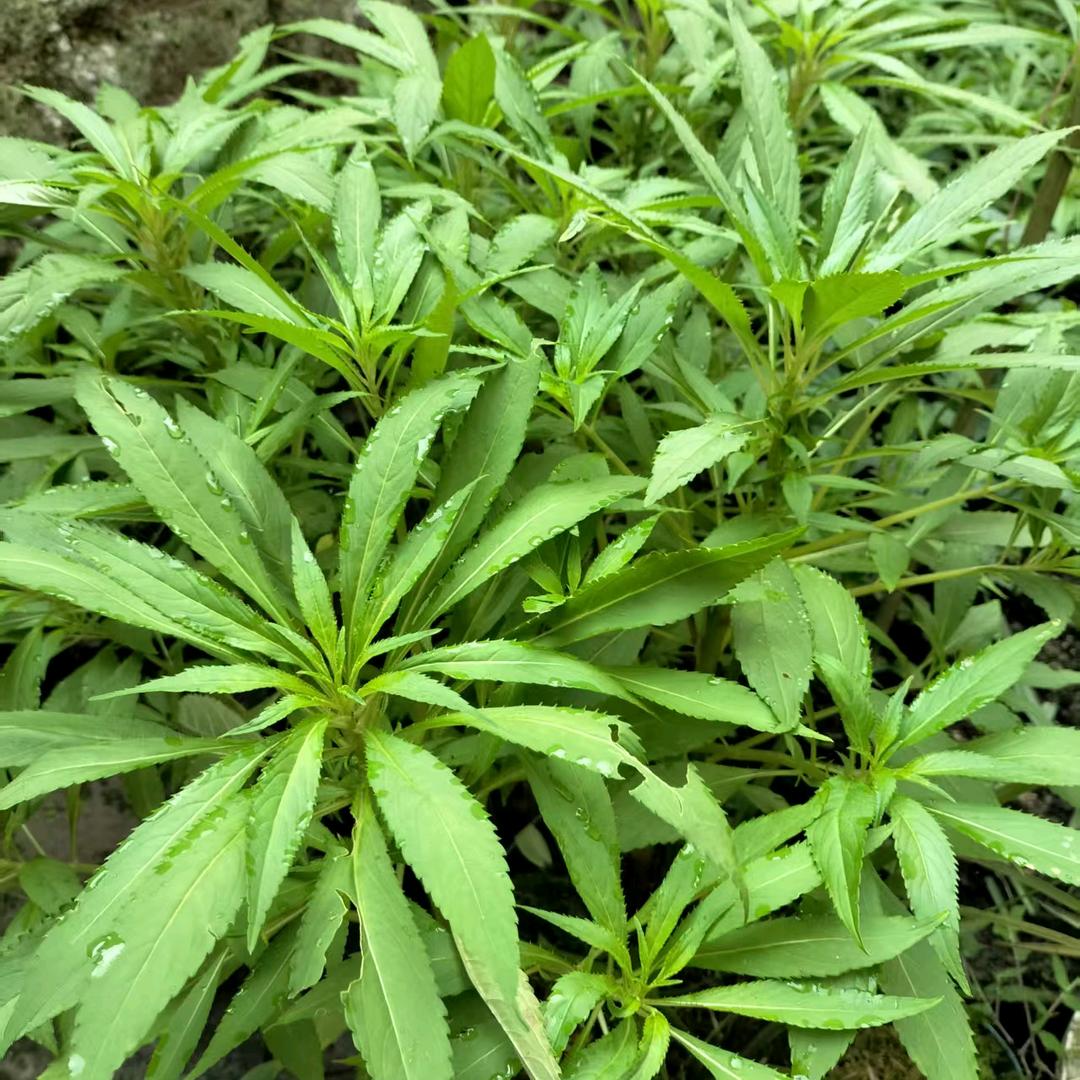 一生享乐