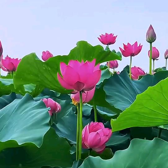 阳光明媚🌹