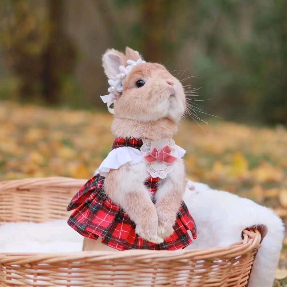 兔墩墩便利店直播号