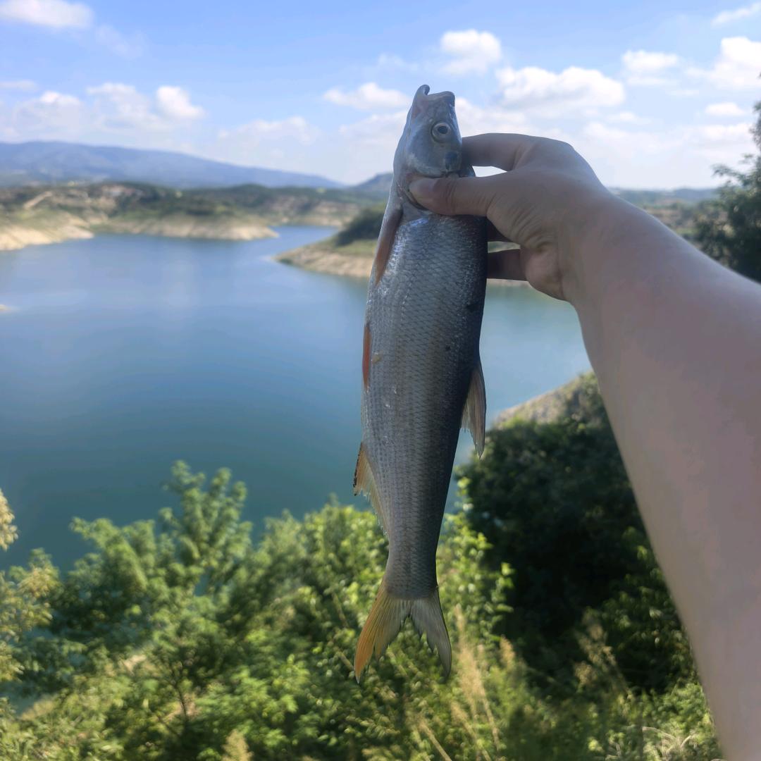 潘潘（丹江  大王沟）