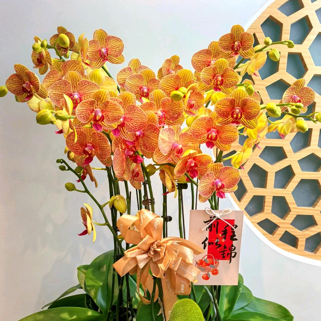 兰馨花卉蝴蝶兰杨杨