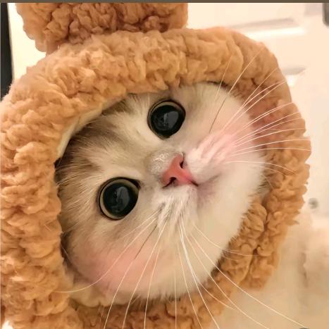 苑圆子🍀