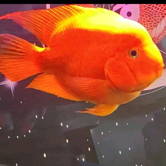 金星童心、好物橱窗