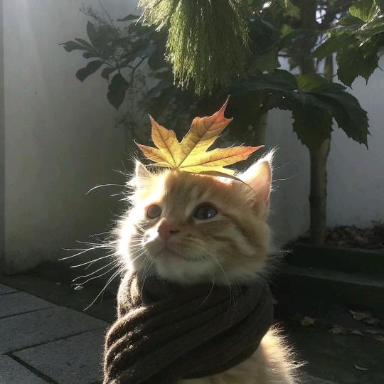 1分47秒（花开版）