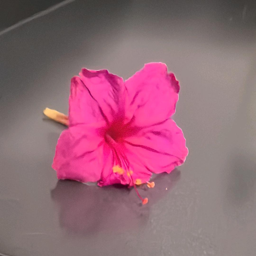 帝王蟹的蟹🦀