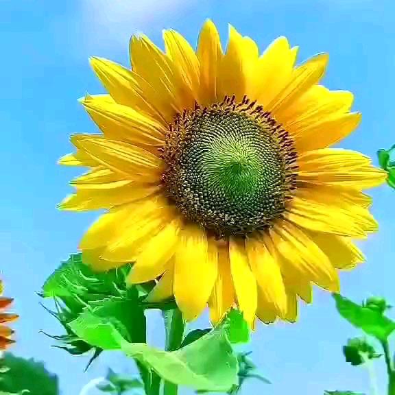 阿芳