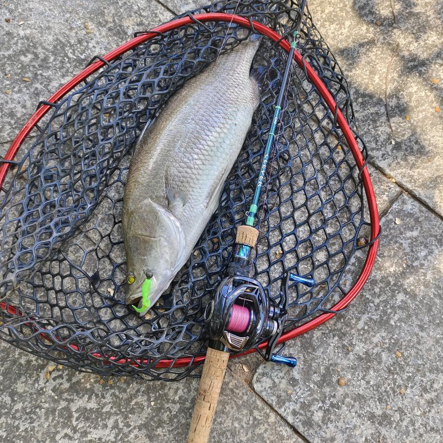 熊仔爱打龟🎣