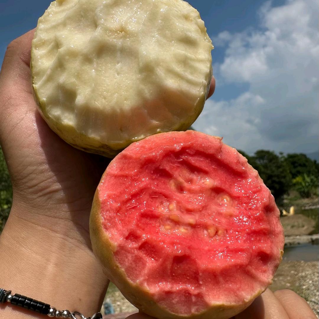 芭乐【产地直发】