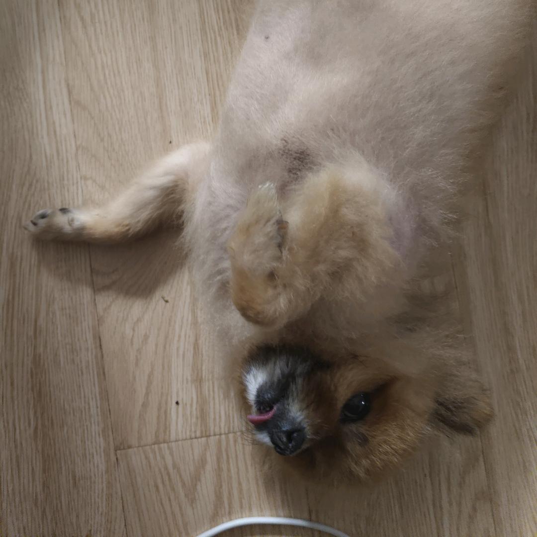 人丑声粗脾气差的白花花