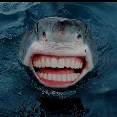 没牙齿的鲨鱼