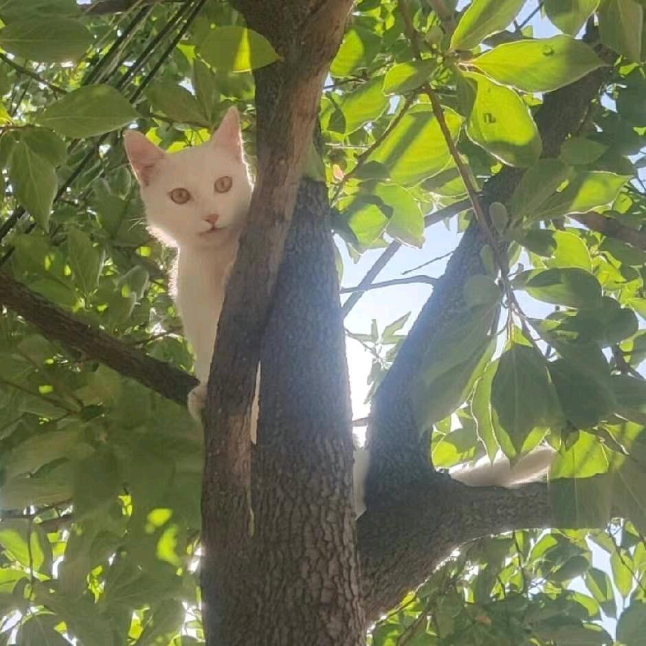 花梨树上梨花猫