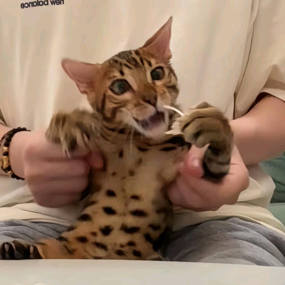 柑来