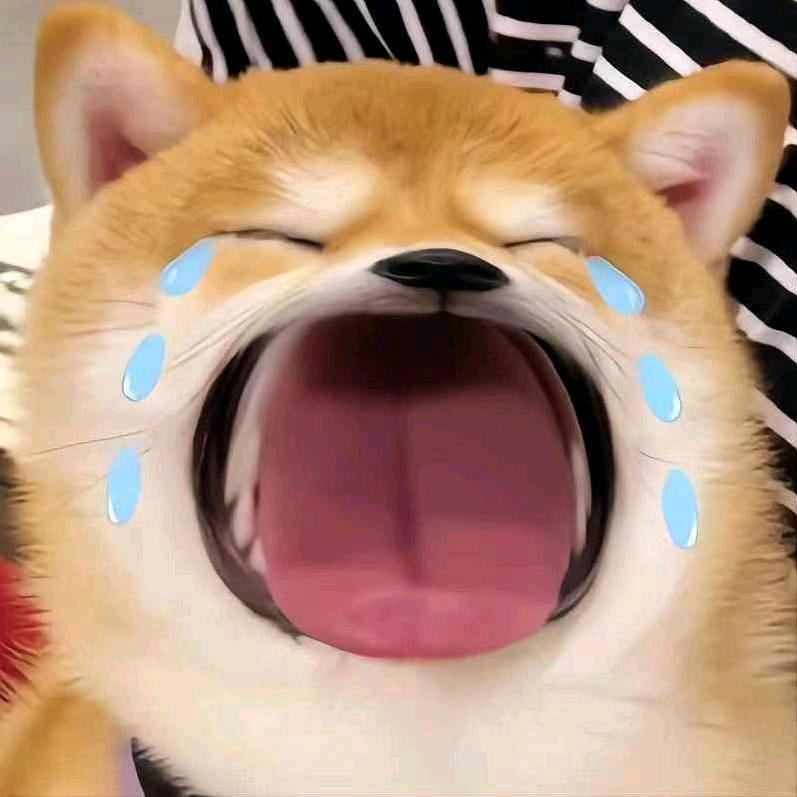 金狗玩游戏