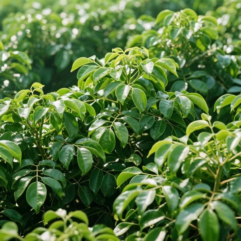 金满福园艺-小文