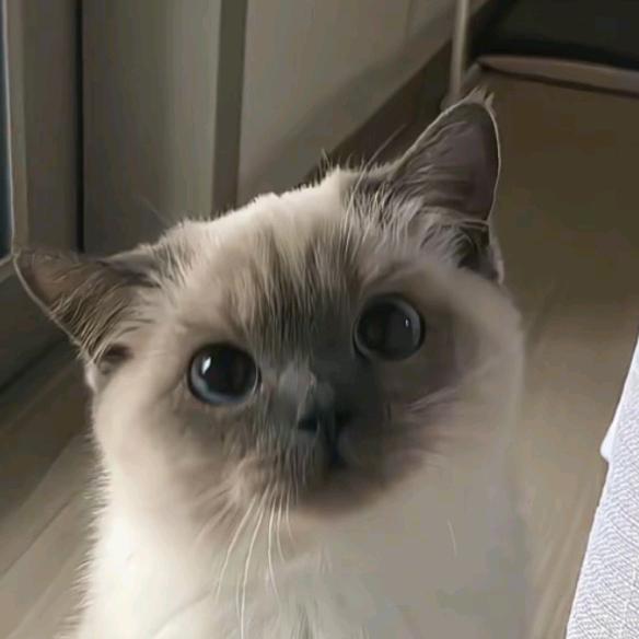 Qin梧.