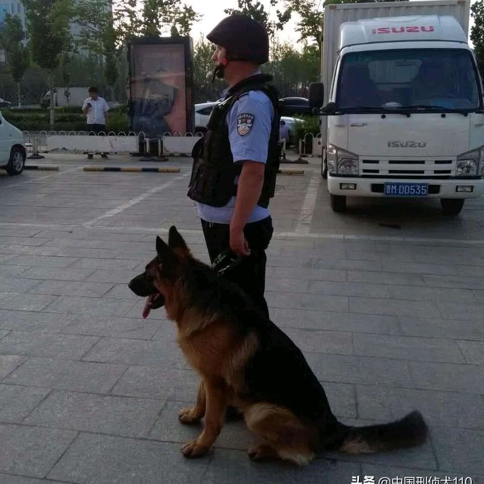 搜救奇兵
