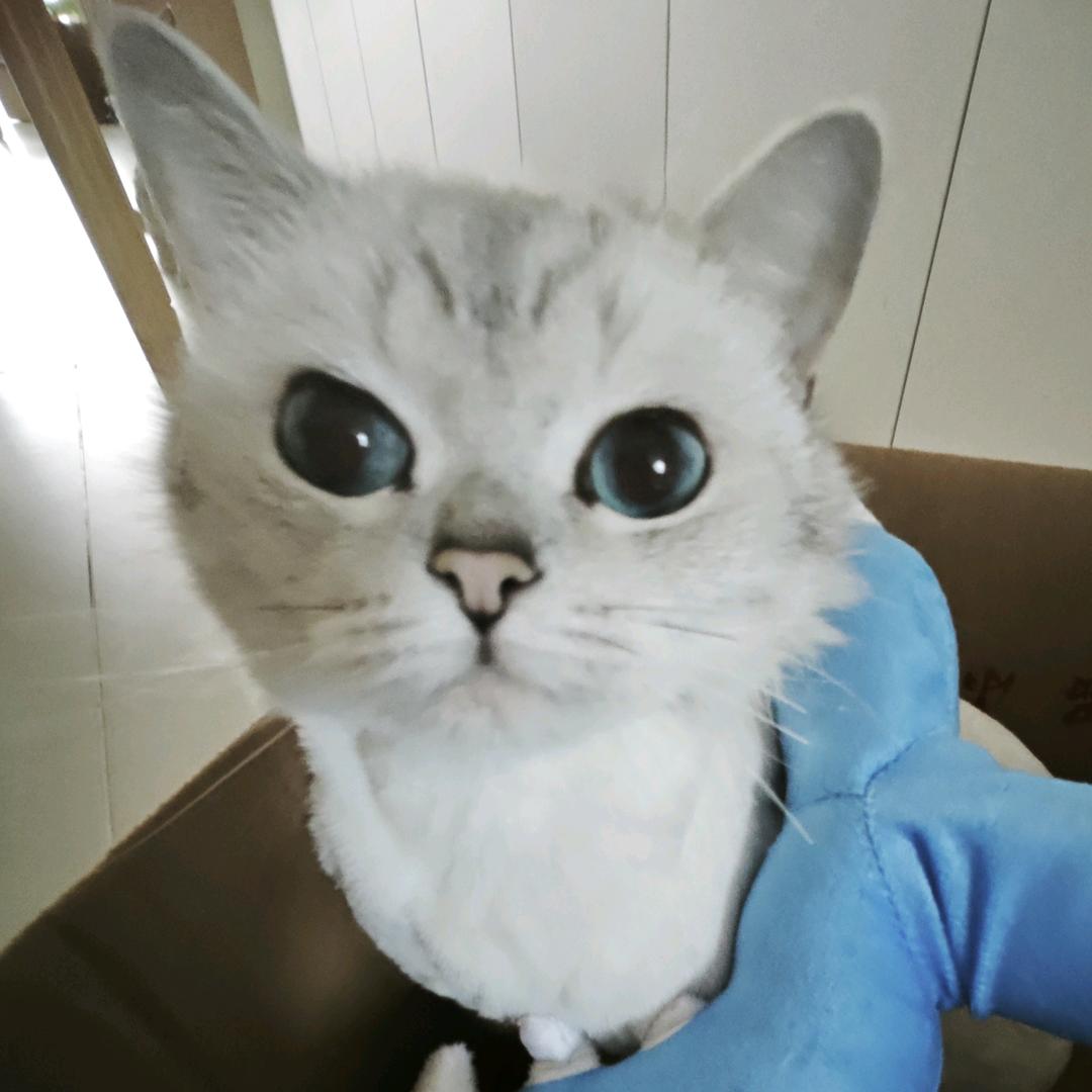 小小苞米