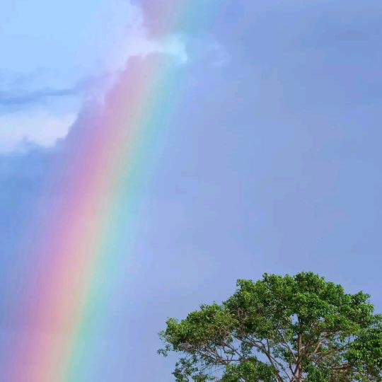 ☘️茹绮♪苇影