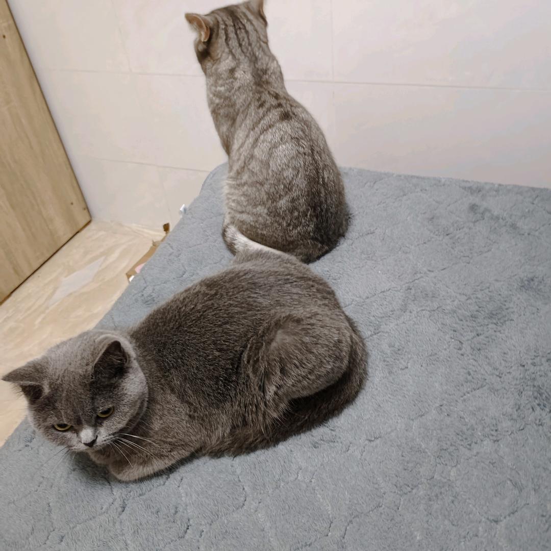 蓝猫与银渐层