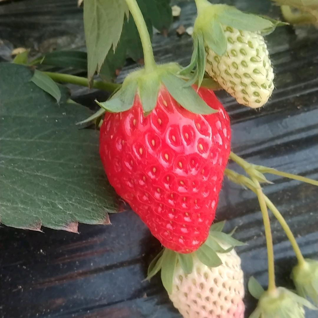 高青农夫草莓