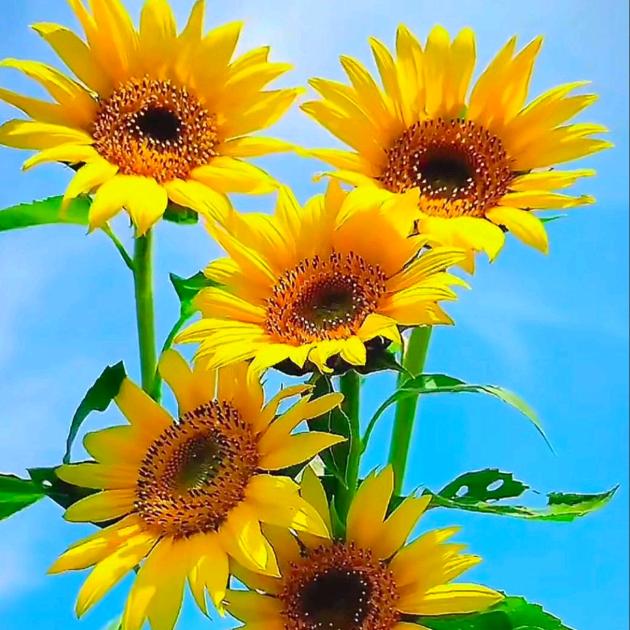 ꧔ꦿ᭄🌸 武彩💫 缤纷💞᭄࿐