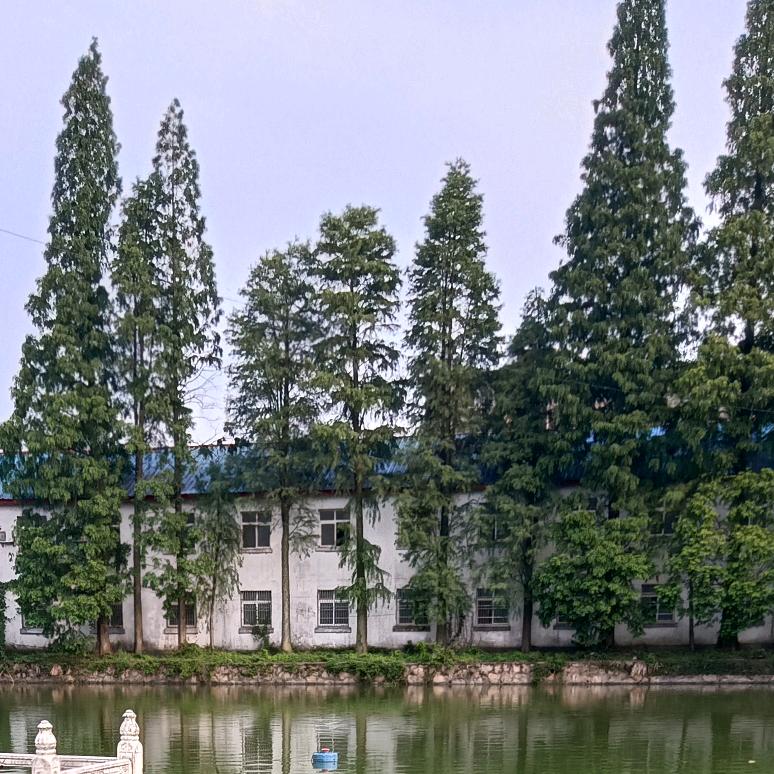 心静如佛