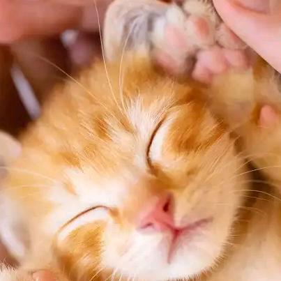 豪豪奶奶来了