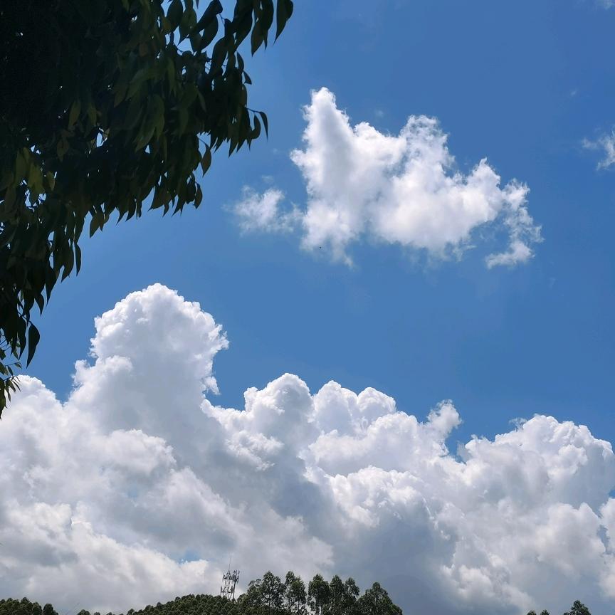 小杨哥