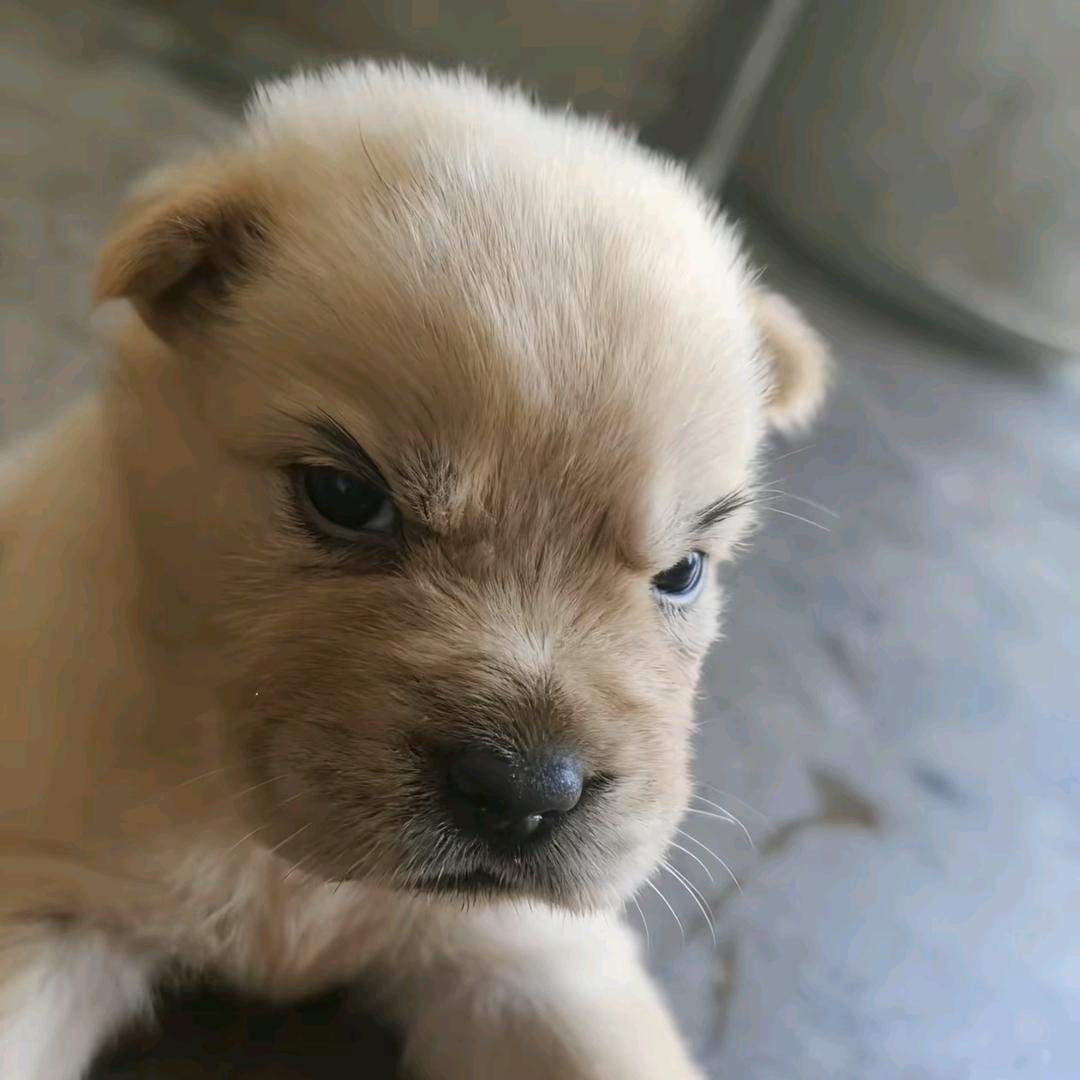 当过皇帝当过狗