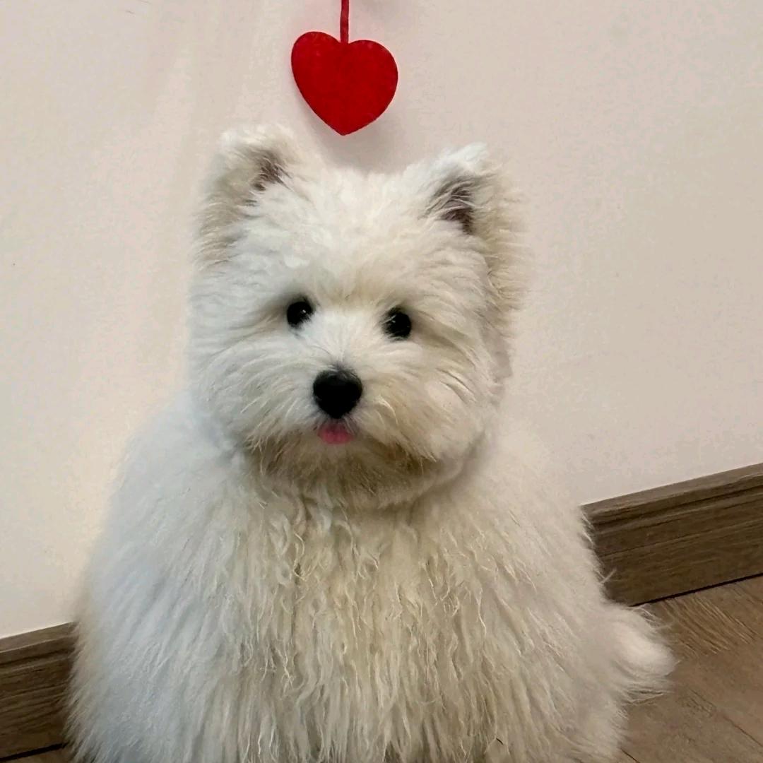 富察瑶瑶yy