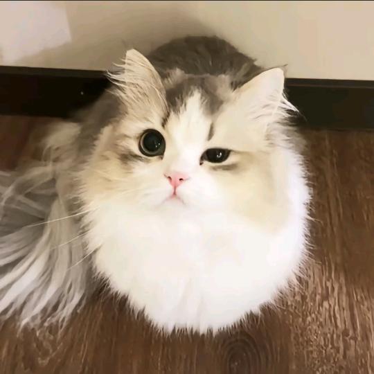 猫猫猫~（代肝)