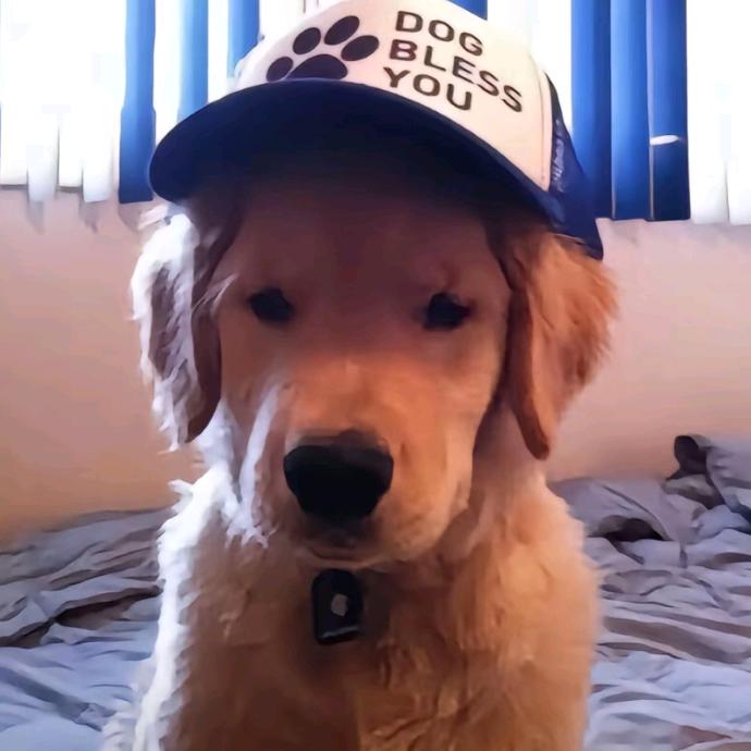 丶猫醉🔥🔥🔥