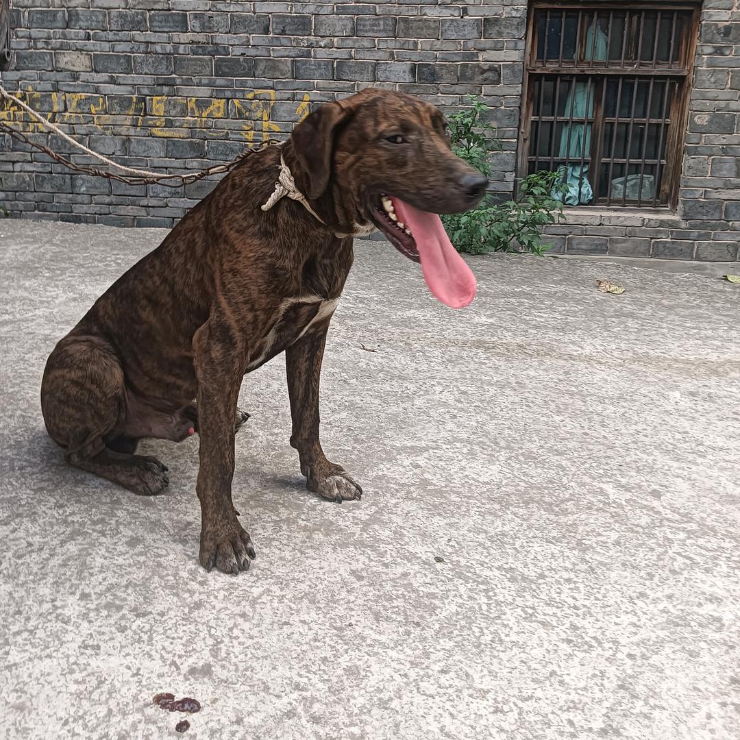 猎犬爱好者，江哥