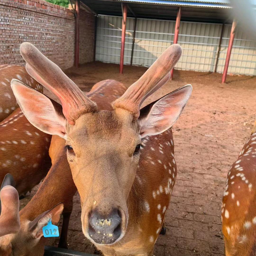 鹿🦌🦌