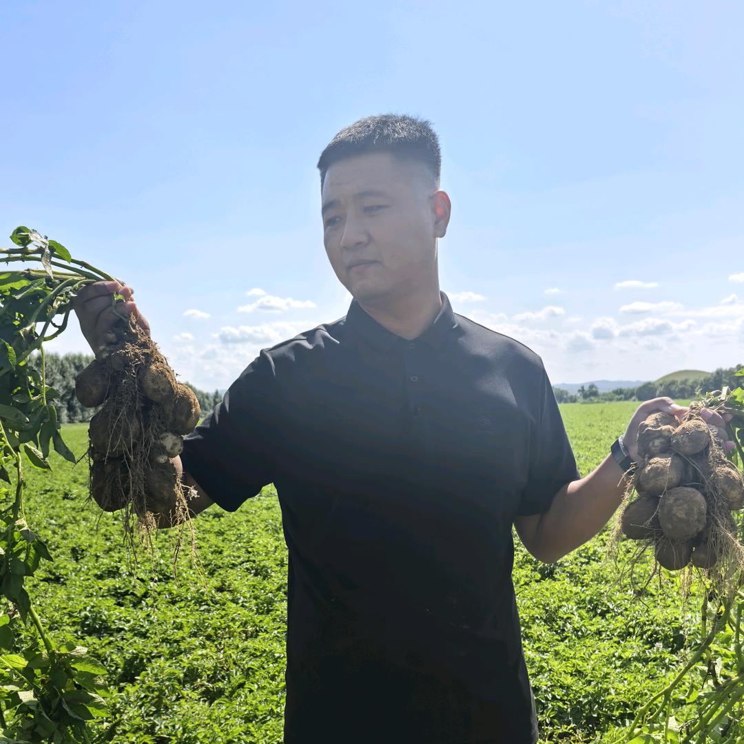 淀粉厂收购淀粉土豆淀粉薯小土豆回收土豆