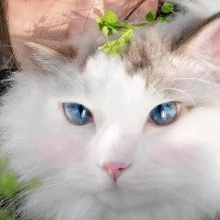 五十弦❤️‍🔥