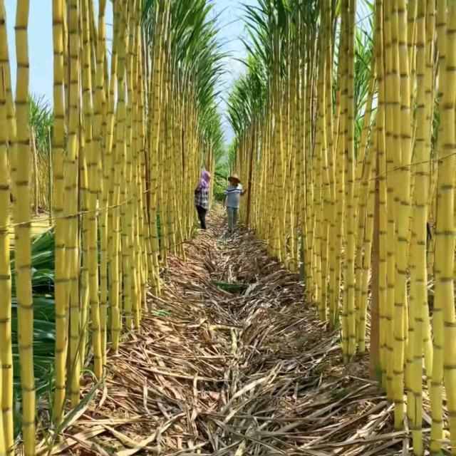 云享果蔬供应链