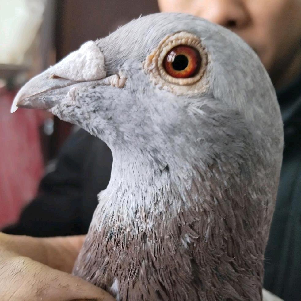 梁鸽