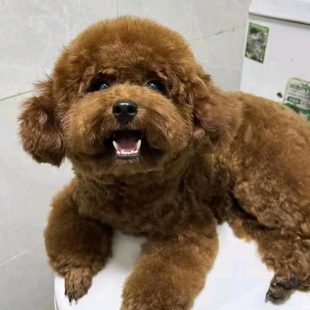 辛福缺席