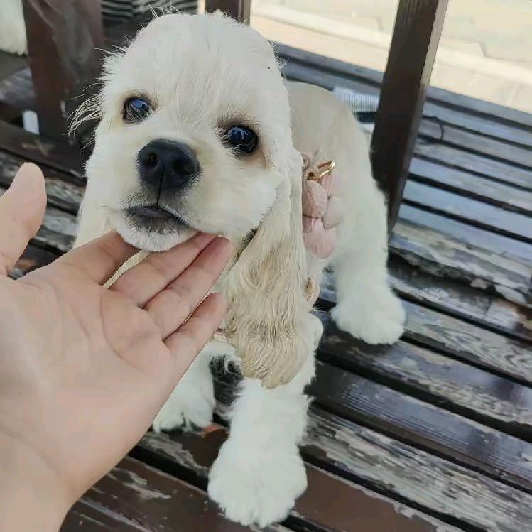 兰威萌宠  美卡犬